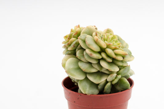 Sedeveria Rolly variegata