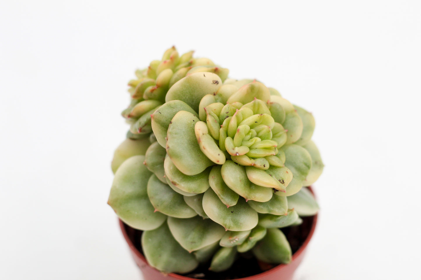 Sedeveria Rolly variegata