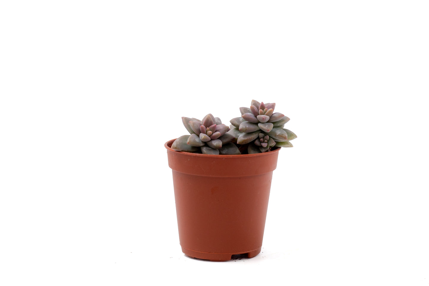 Sedeveria 'Pink Granite'