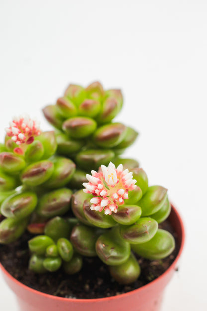 Sedum Lucidum bloeiend