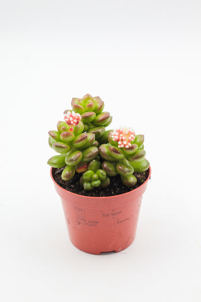 Sedum Lucidum bloeiend