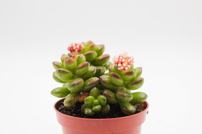 Sedum Lucidum bloeiend