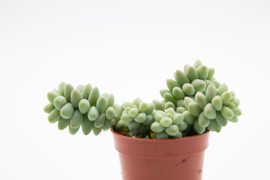 Sedum Burrito "budget booster"