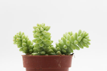 Sedum Morganianum Burrito