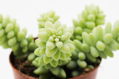 Sedum Morganianum Burrito