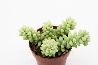 Sedum Morganianum Burrito