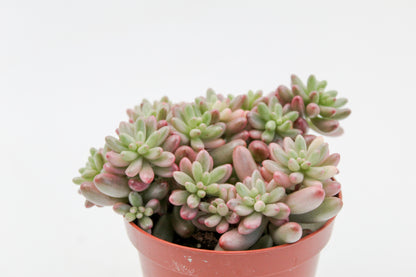 Sedum Rubrotinctum Aurora Jelly beans