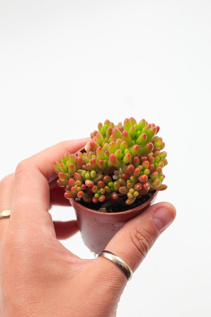 Sedum Rubrotinctum 'jelly beans'