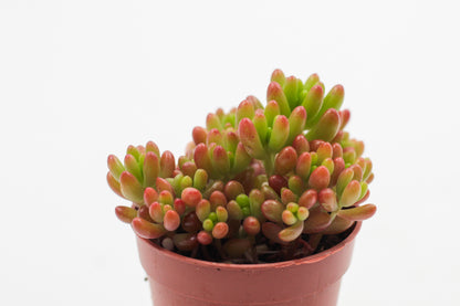 Sedum Rubrotinctum 'jelly beans'
