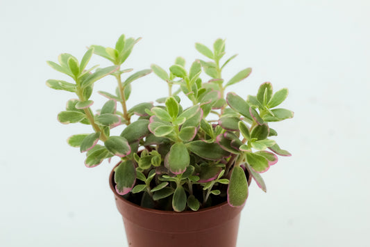 Sedum spurium tricolour