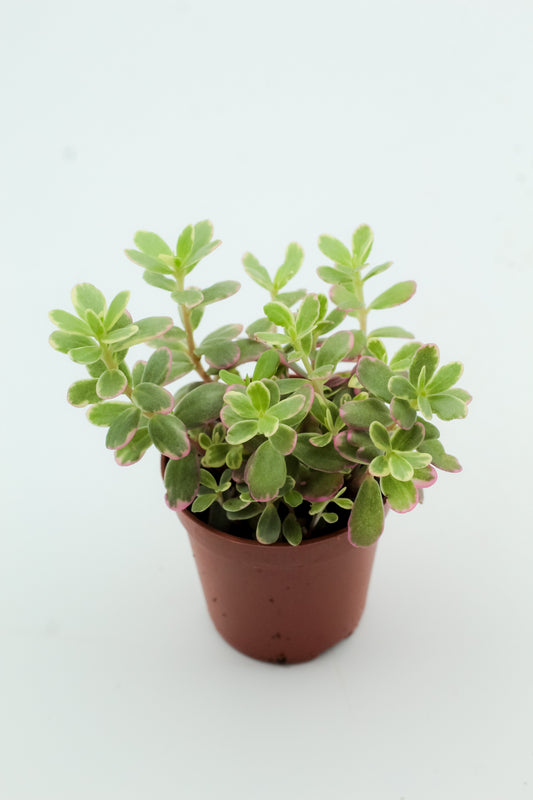 Sedum spurium tricolour