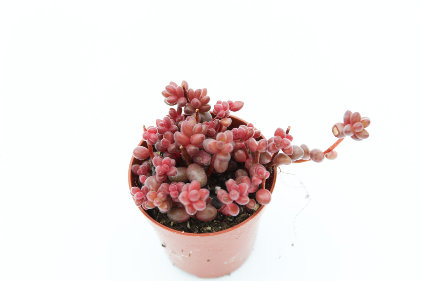 Sedum Stahlli