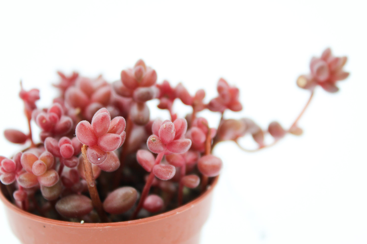 Sedum Stahlli