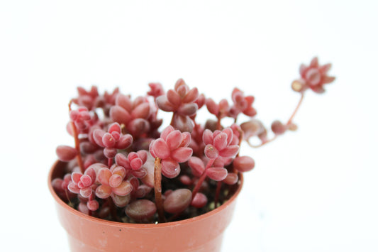 Sedum Stahlli