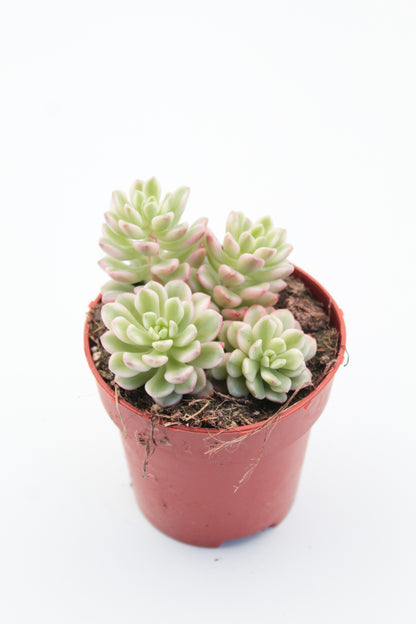 Sedum Joyce Tulloch variegata