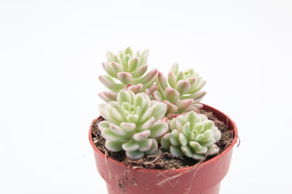 Sedum Joyce Tulloch variegata