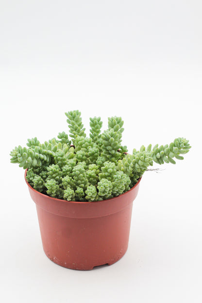 Sedum Morganianum Burrito