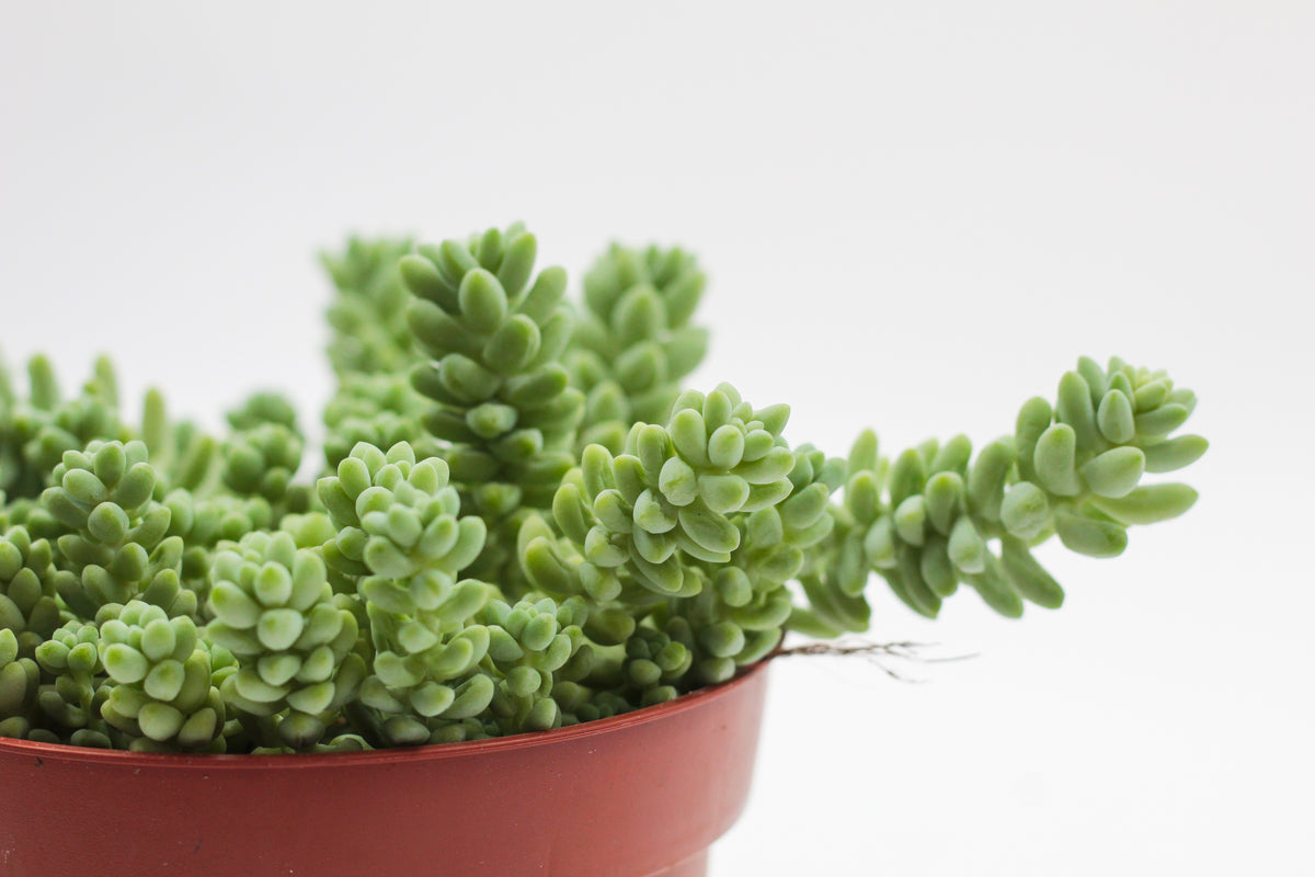 Sedum Morganianum Burrito