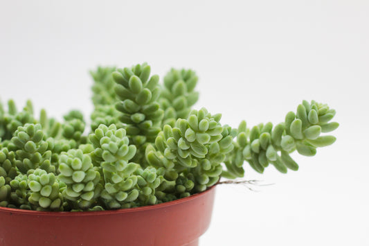 Sedum Morganianum Burrito