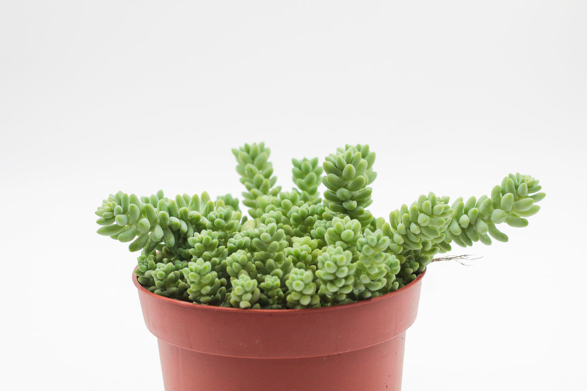 Sedum Morganianum Burrito