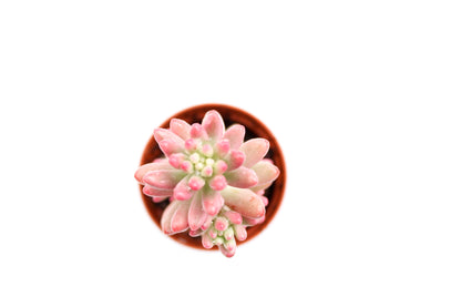 Sedum Rubrotinctum Aurora Jelly beans