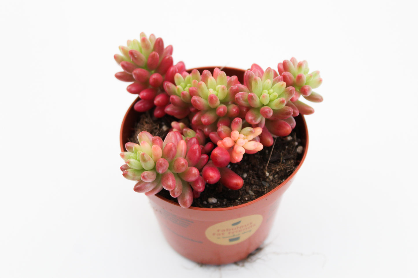 Sedum Rubrotinctum Aurora Jelly beans
