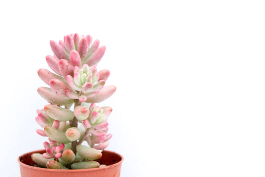Sedum Rubrotinctum Aurora Jelly beans