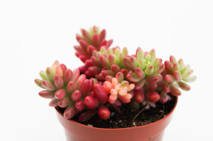 Sedum Rubrotinctum Aurora Jelly beans