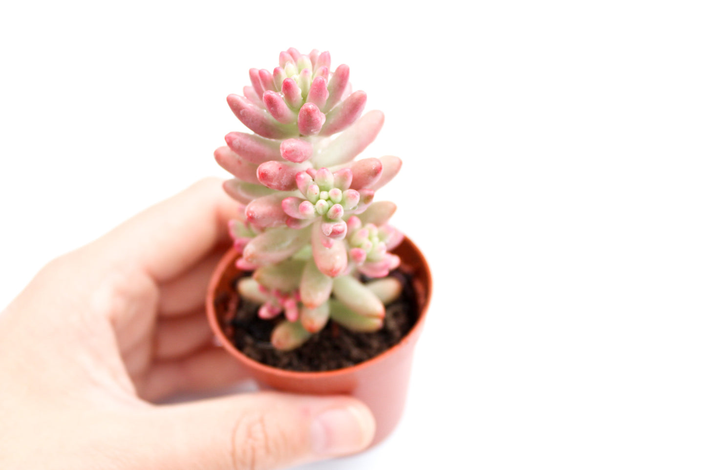 Sedum Rubrotinctum Aurora Jelly beans
