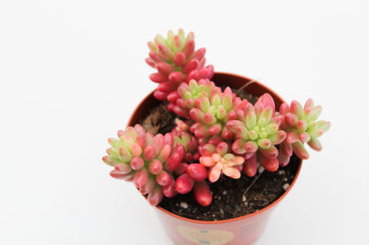Sedum Rubrotinctum Aurora Jelly beans