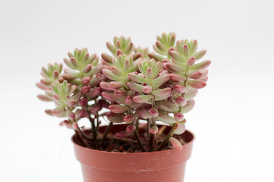 Sedum Rubrotinctum Aurora Jelly beans