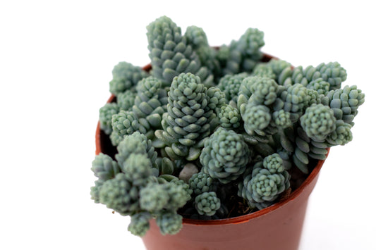 Sedum dasyphyllum 'Himalayan Skies'