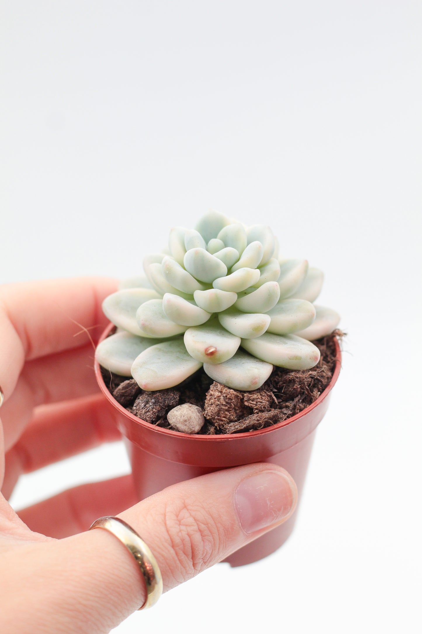 Sedum clavatum variegata