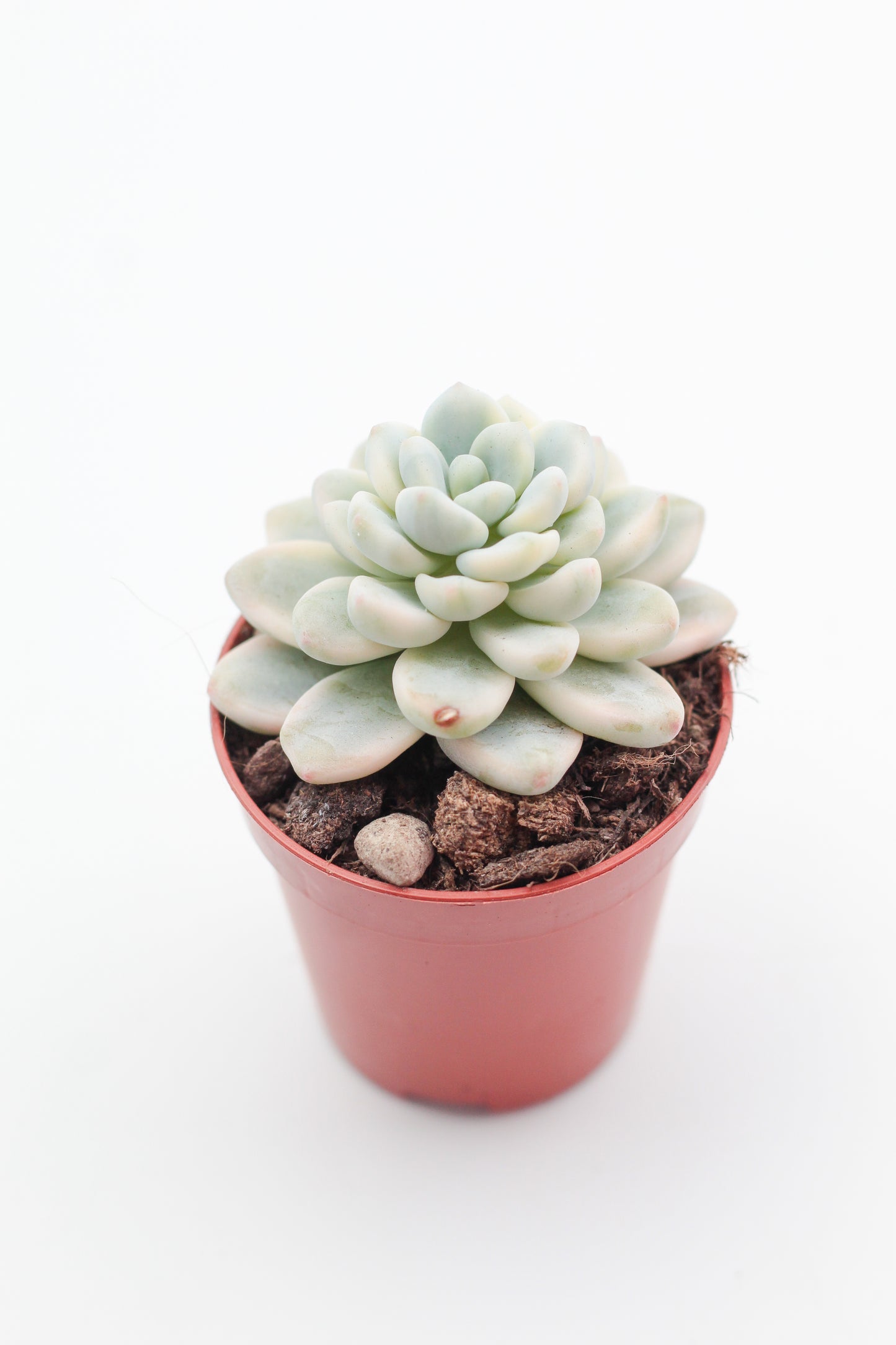 Sedum clavatum variegata