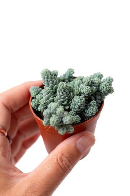 Sedum dasyphyllum 'Himalayan Skies'