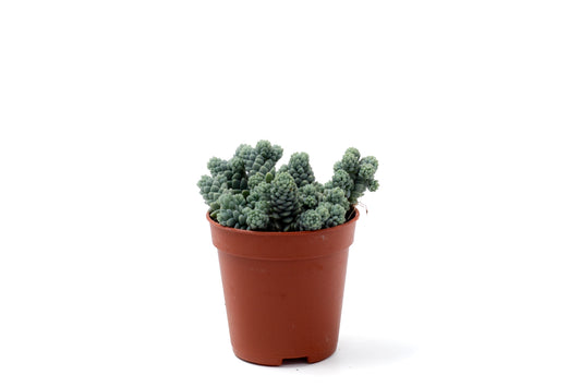 Sedum dasyphyllum 'Himalayan Skies'