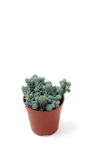 Sedum dasyphyllum 'Himalayan Skies'