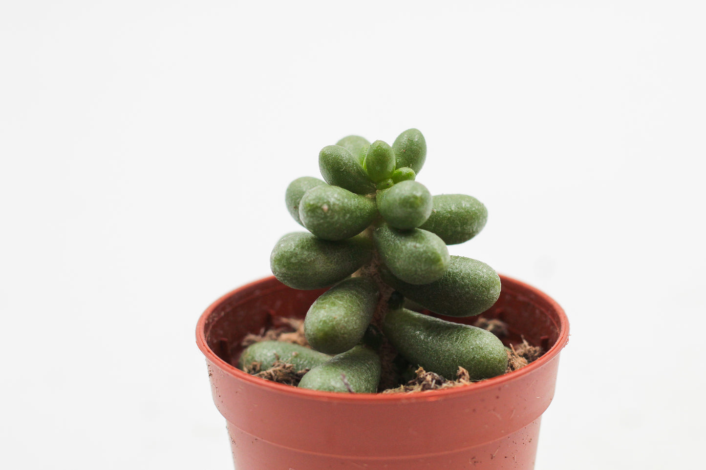Sedum hernandezii