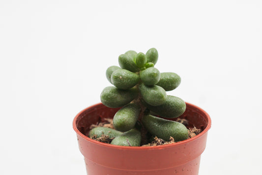 Sedum hernandezii