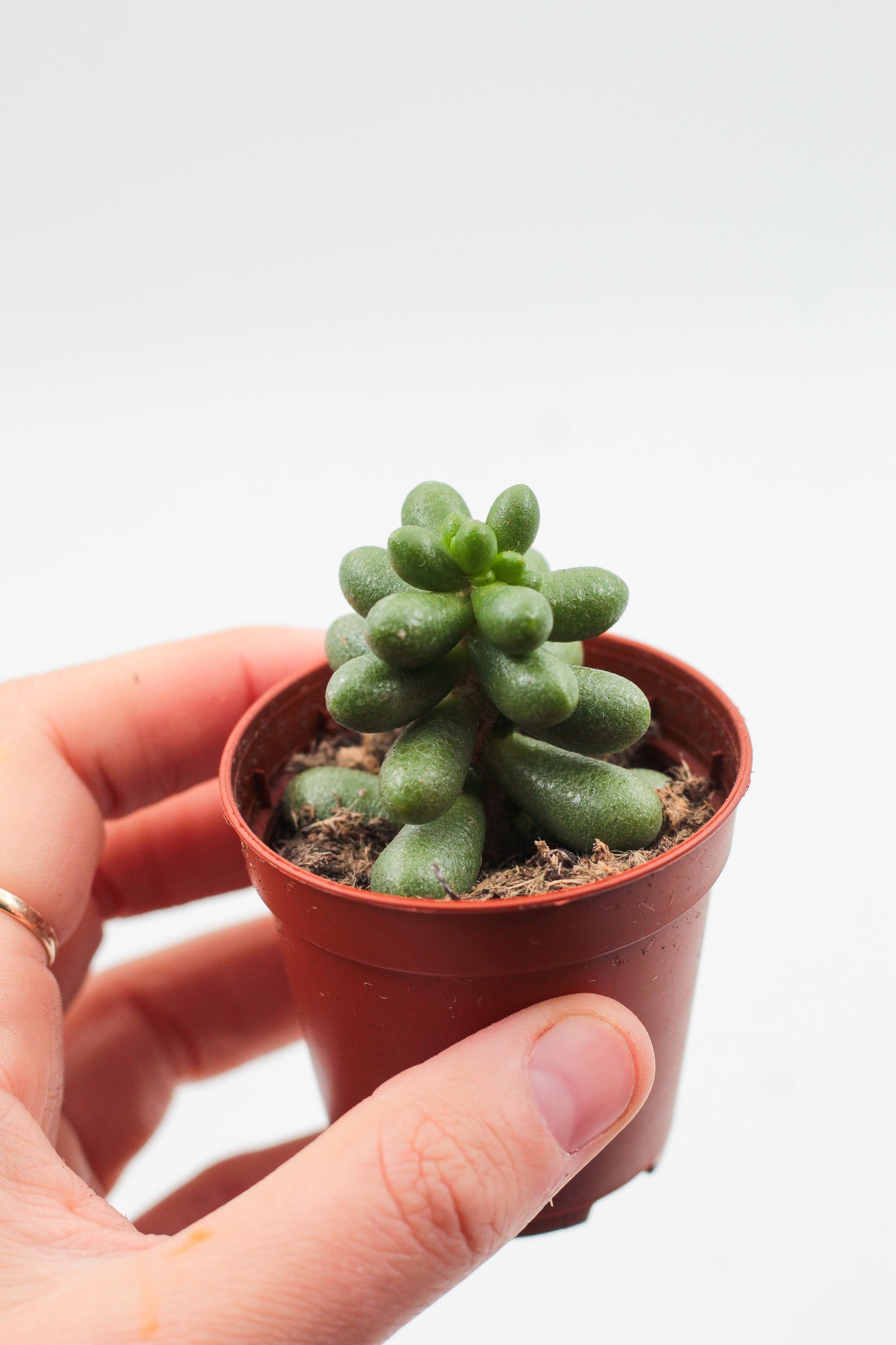 Sedum hernandezii