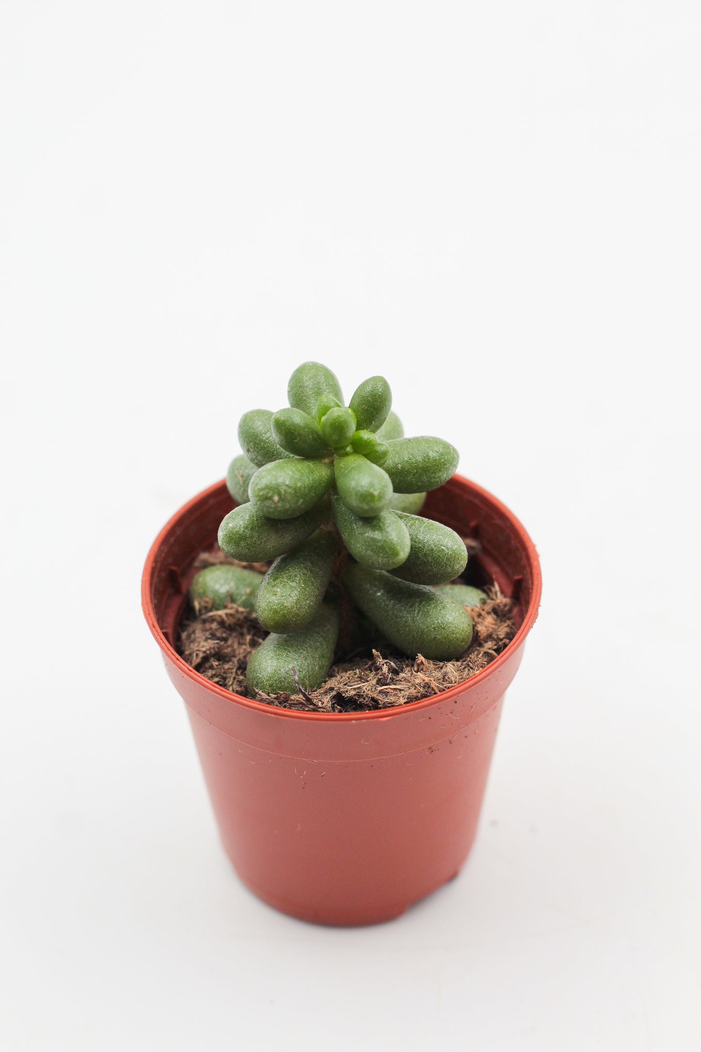 Sedum hernandezii