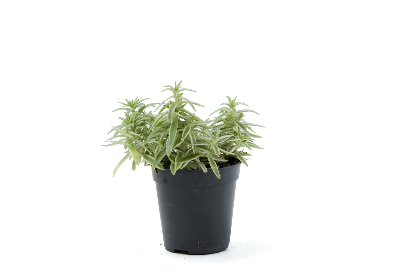 Sedum lineare 'Variegatum'