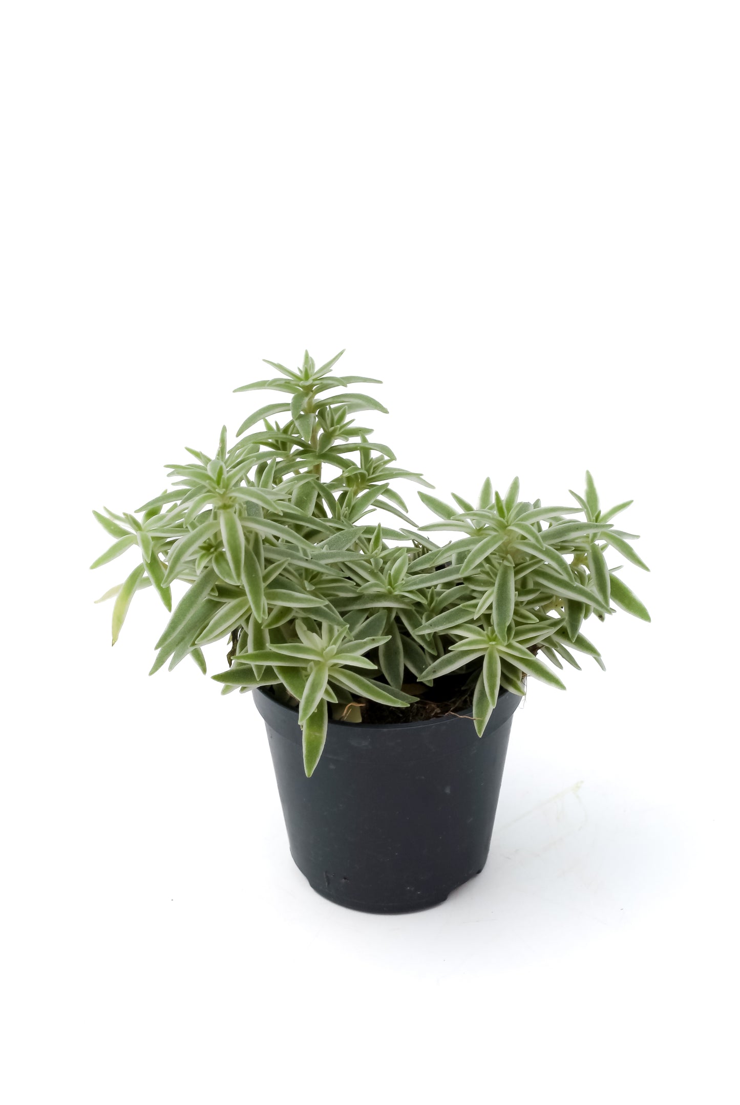 Sedum lineare 'Variegatum'