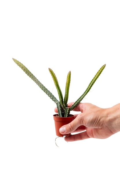 Selenicereus grandiflorus "Koningin van de nacht"