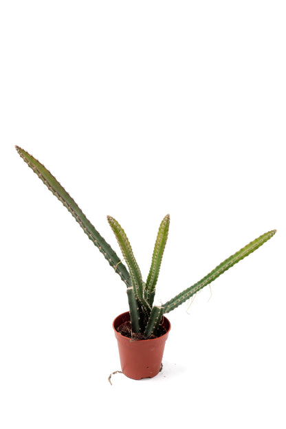 Selenicereus grandiflorus "Koningin van de nacht"