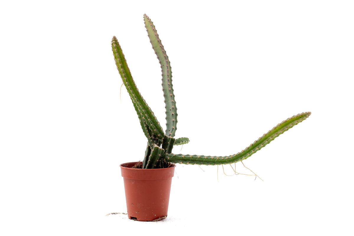 Selenicereus grandiflorus "Koningin van de nacht"