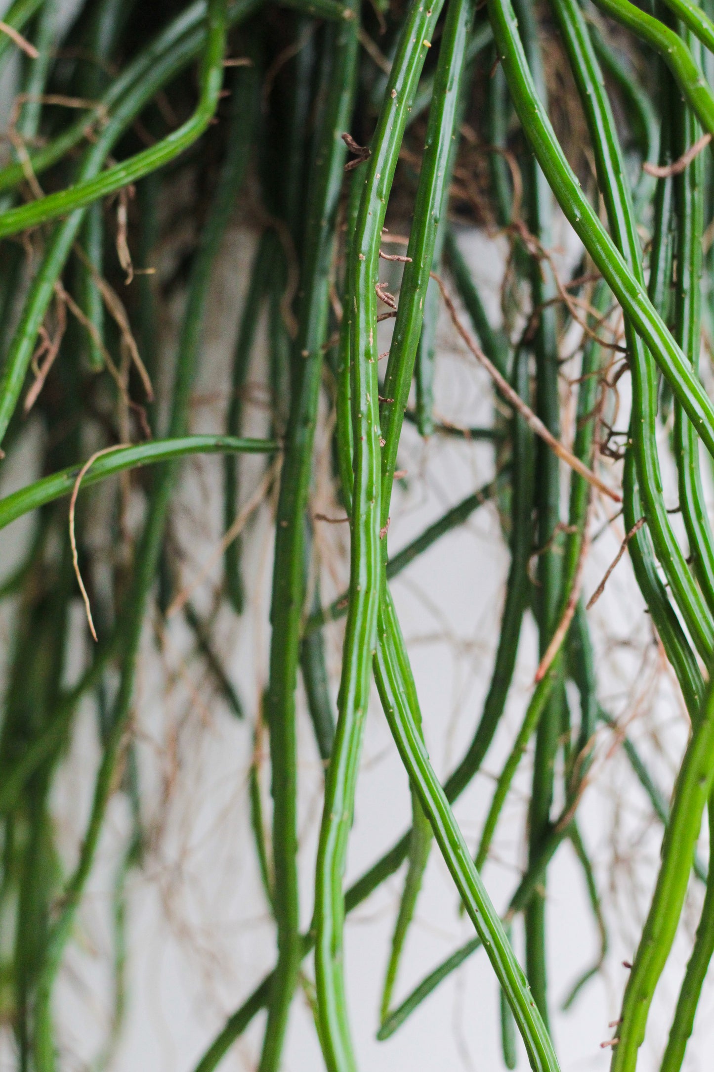 Selenicereus werccklei