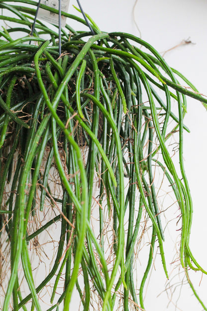 Selenicereus werccklei