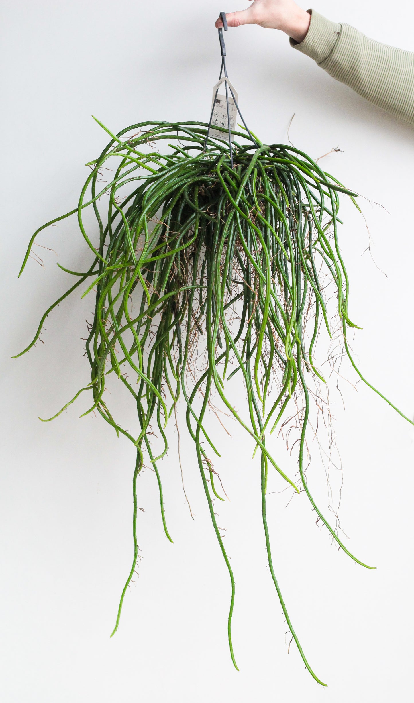 Selenicereus werccklei