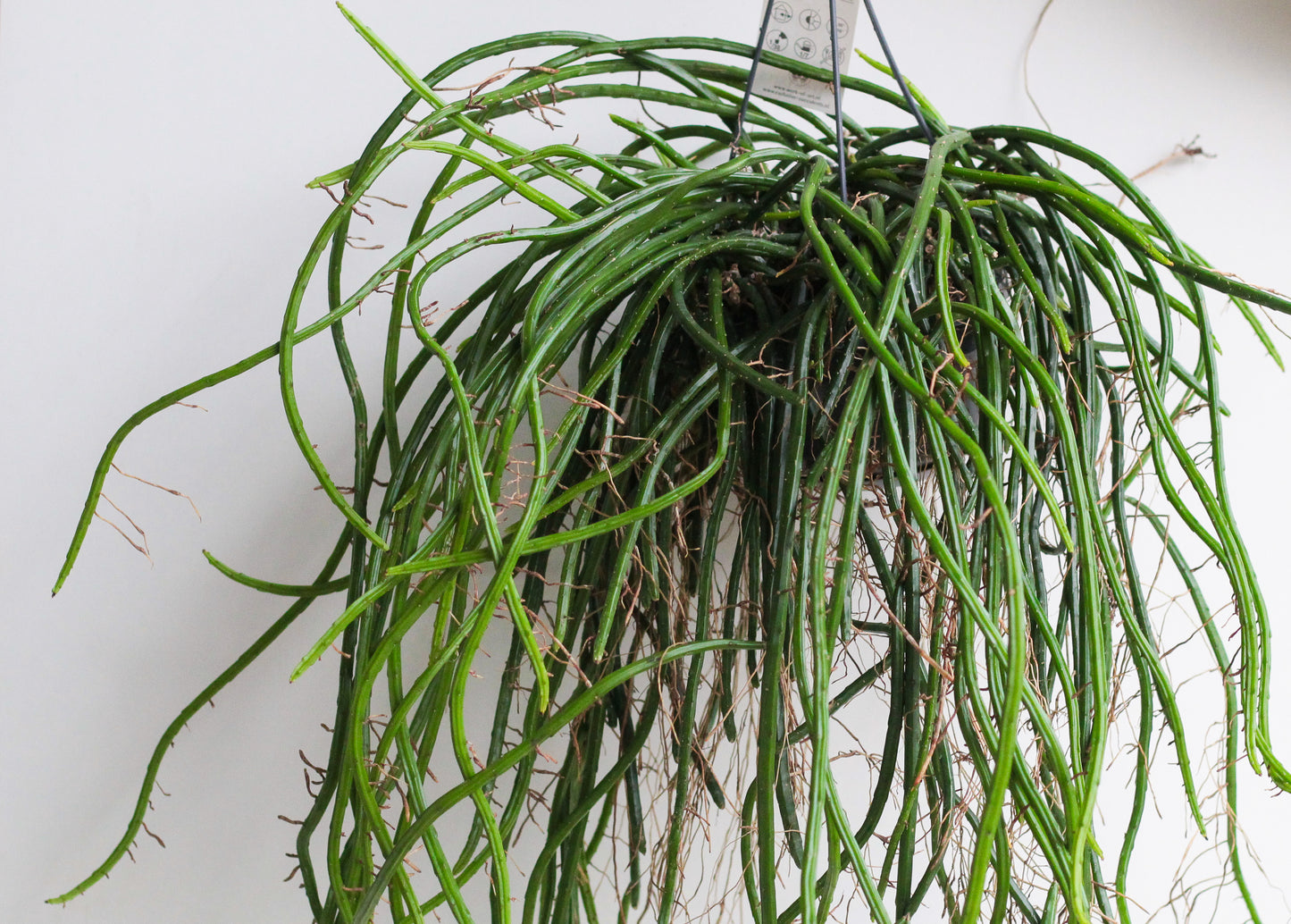 Selenicereus werccklei